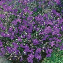 Load image into Gallery viewer, Lobelia Crystal Palace (Bush)