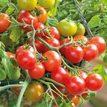 Load image into Gallery viewer, Tomato (Cocktail) Terenzo F1
