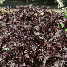 Load image into Gallery viewer, Herb Basil Purple Ruffles