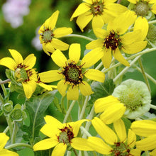 Load image into Gallery viewer, Berlandiera Chocolate Daisy