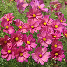Load image into Gallery viewer, Unwins Cosmos Sunset Seed Bundle