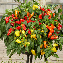 Load image into Gallery viewer, Peppers from Heaven Mix