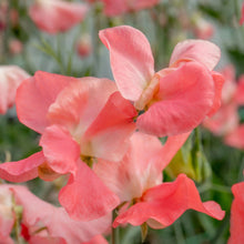 Load image into Gallery viewer, Unwins Sweet Pea Seed Lovers Bundle