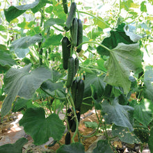 Load image into Gallery viewer, Cucumber Merlin