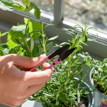 Load image into Gallery viewer, Burgon & Ball Asteraceae Herb Set