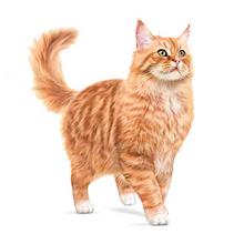 Load image into Gallery viewer, Royal Canin FHN Ageing 11+ Cat Food