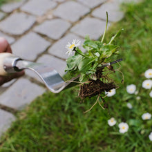Load image into Gallery viewer, Kent & Stowe Stainless Steel Hand Daisy Grubber