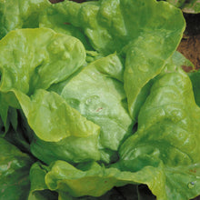 Load image into Gallery viewer, Lettuce (Butterhead) Attraction