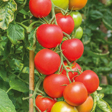 Load image into Gallery viewer, Tomato (Salad) Maisey F1