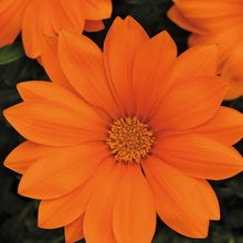 Load image into Gallery viewer, Gazania Daybreak XP Orange