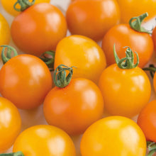 Load image into Gallery viewer, Tomato (Cherry) Orange Paruche F1
