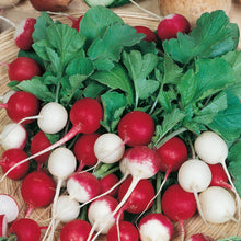 Load image into Gallery viewer, Radish Globe Mixed