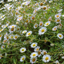 Load image into Gallery viewer, Erigeron Profusion