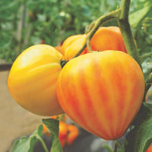 Load image into Gallery viewer, Tomato (Heart) Gourmansun F1