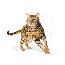 Load image into Gallery viewer, Royal Canin Bengal Cat Food 10kg