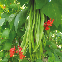 Load image into Gallery viewer, Runner Bean Firestorm