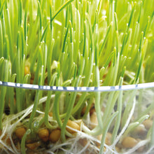 Load image into Gallery viewer, Sprouting Seeds Wheatgrass