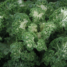 Load image into Gallery viewer, Kale Emerald Ice