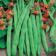 Load image into Gallery viewer, Runner Bean Scarlet Emperor