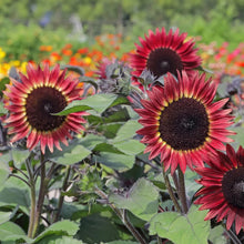 Load image into Gallery viewer, Sunflower Desire Red