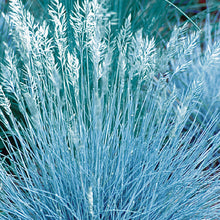 Load image into Gallery viewer, Ornamental Grass Festuca Blue Select