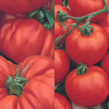 Load image into Gallery viewer, Tomato Classic Collection Pack