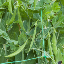 Load image into Gallery viewer, Pea (Sugarsnap) Snak Hero