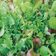 Load image into Gallery viewer, Salad Leaf Mixed leaves
