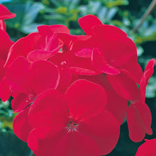 Load image into Gallery viewer, Geranium Horizon Red