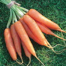 Load image into Gallery viewer, Carrot Resistafly F1