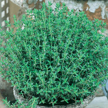 Load image into Gallery viewer, Herb Thyme