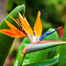 Load image into Gallery viewer, Unwins Houseplant Seeds Range