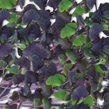 Load image into Gallery viewer, MicroGreens Basil Dark Opal