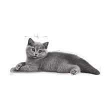 Load image into Gallery viewer, Royal Canin British Shorthair Kitten Food 2kg