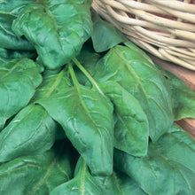 Load image into Gallery viewer, Spinach Beet Perpetual