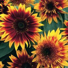 Load image into Gallery viewer, Sunflower Jammie Dodger F1