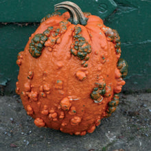 Load image into Gallery viewer, Pumpkin Goosebumps F1