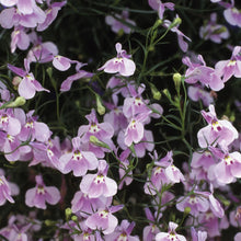 Load image into Gallery viewer, Lobelia Fountain Lilac (Trailing)