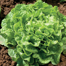 Load image into Gallery viewer, Unwins Cut-and-Come-Again Salad Seed Bundle