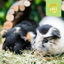 Load image into Gallery viewer, Burgess Excel Adult Guinea Pig Nuggets with Mint