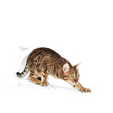 Load image into Gallery viewer, Royal Canin Outdoor Cat Food