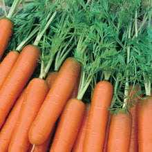 Load image into Gallery viewer, Carrot Early Scarlet Horn