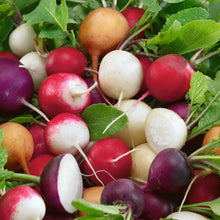 Load image into Gallery viewer, Unwins Root Harvest Seed Bundle