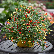 Load image into Gallery viewer, Pepper (Chilli) Basket of Fire F1