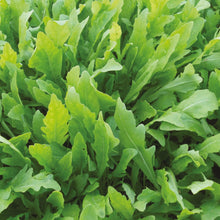 Load image into Gallery viewer, Rocket Wildfire