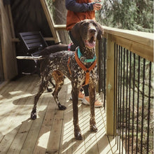 Load image into Gallery viewer, Hurtta Casual Y-Harness ECO Cinnamon 45-55