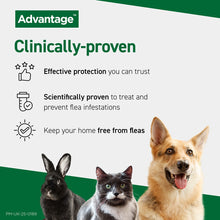 Load image into Gallery viewer, Advantage Spot On Flea Treatment (4 Pack) for Cats, Dogs & Rabbits