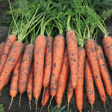Load image into Gallery viewer, Carrot James Scarlet Intermediate