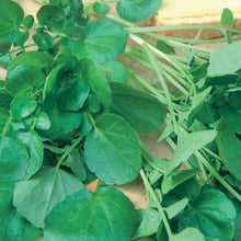 Load image into Gallery viewer, Watercress Aqua
