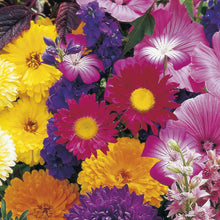 Load image into Gallery viewer, Cutflowers Unwins Special Mix